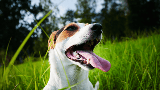 Problèmes de mauvaise haleine du chien : Quelles solutions existent ?