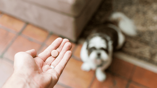 Les effets des probiotiques sur la santé de votre chien