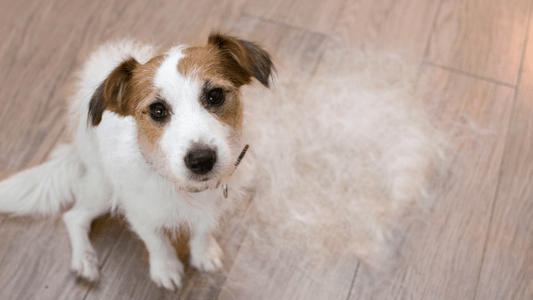 Problème de perte de poil du chien : Comment s'en prémunir ?