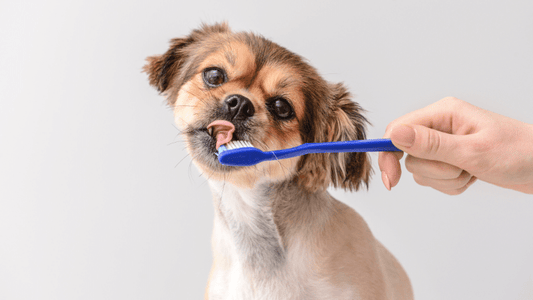 Problèmes de tartre sur les dents de votre chien : Que faire ?