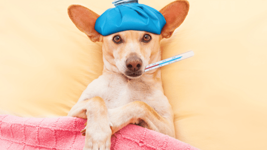 Problèmes de vers intestinaux chez le chien : Quel traitement ?