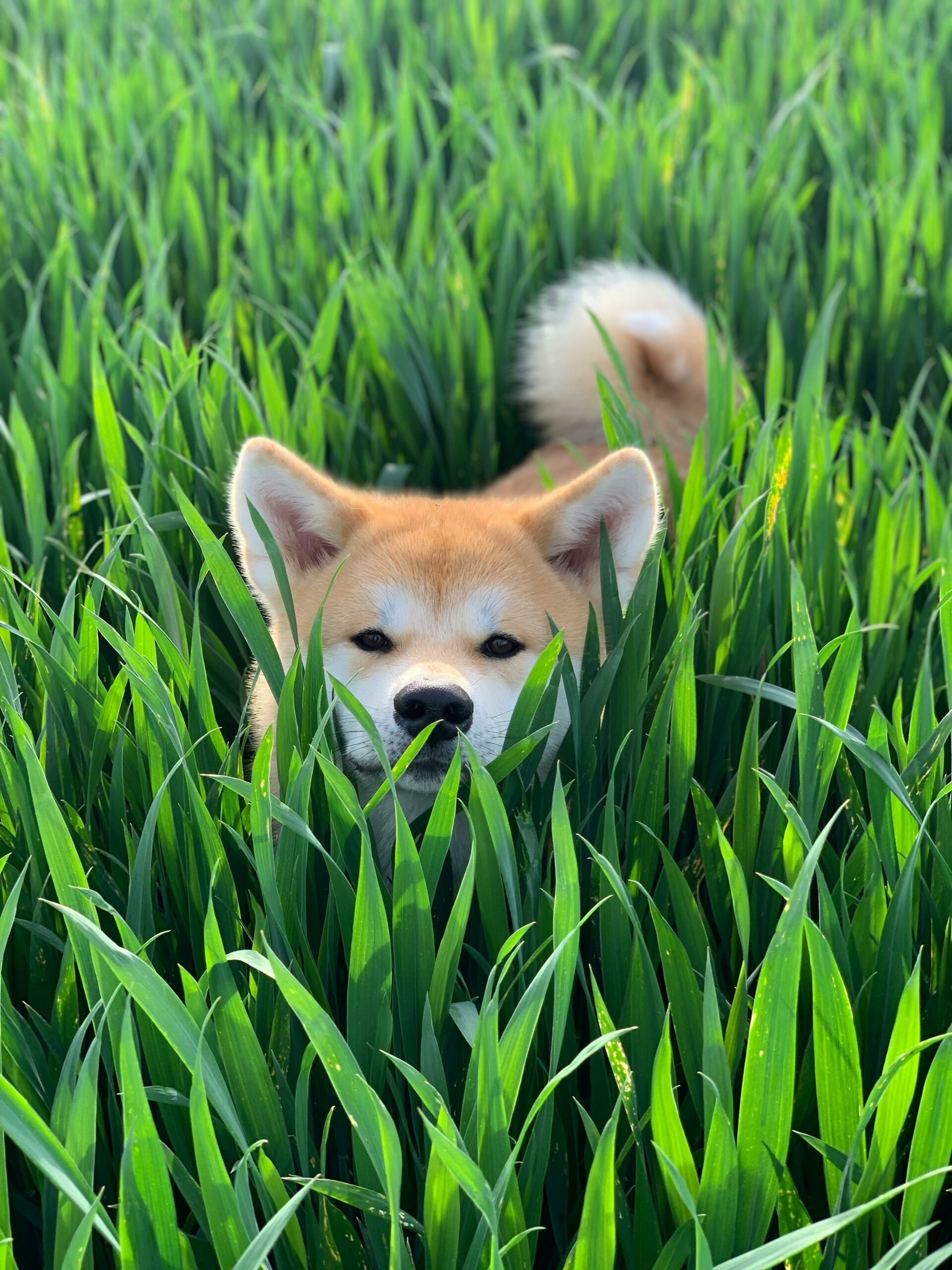 Néovéto compléments alimentaires naturels pour chiens