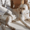 Acidité de l'estomac chez le chien