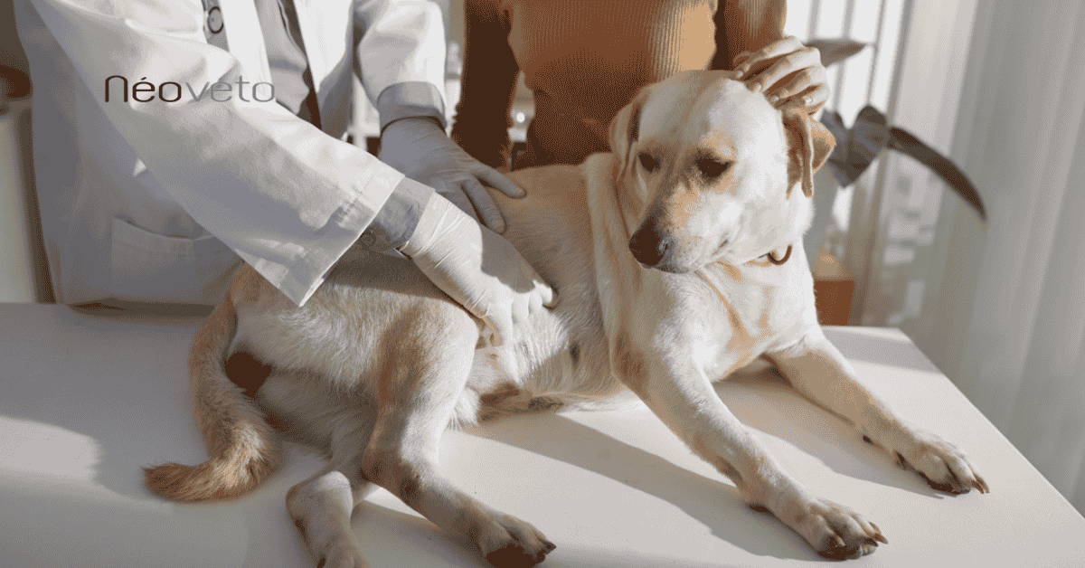 Acidité de l'estomac chez le chien