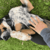 Chien qui ne fait pas caca