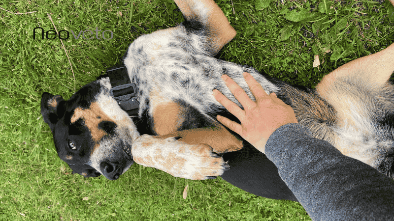 Chien qui ne fait pas caca