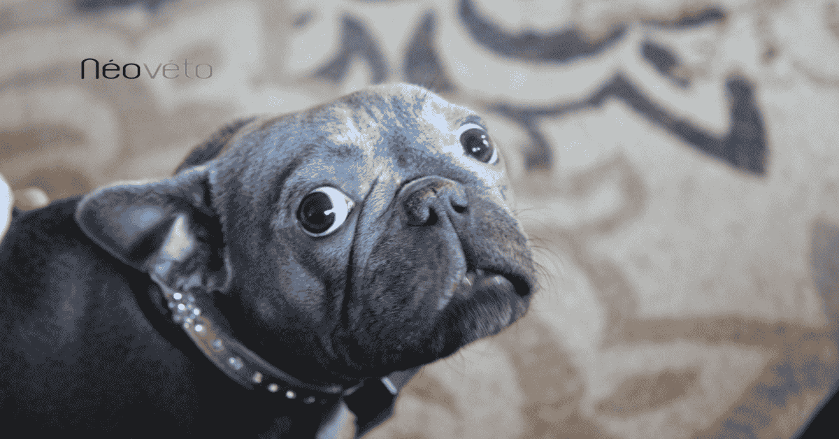 Colite chez le chien