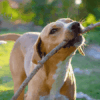 Côlon irritable chien
