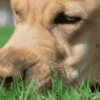 Comment nettoyer l'intestin de votre chien naturellement