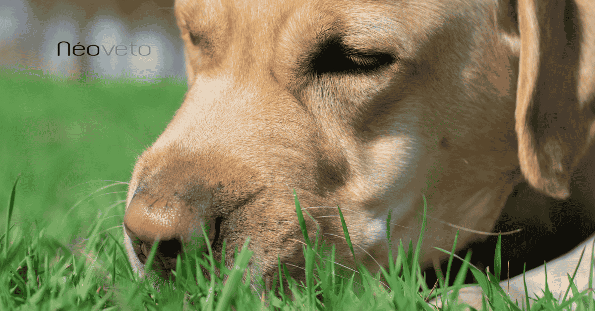 Comment nettoyer l'intestin de votre chien naturellement