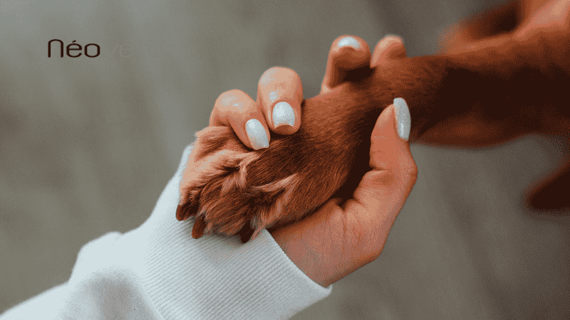 Comment savoir si mon chien est constipé