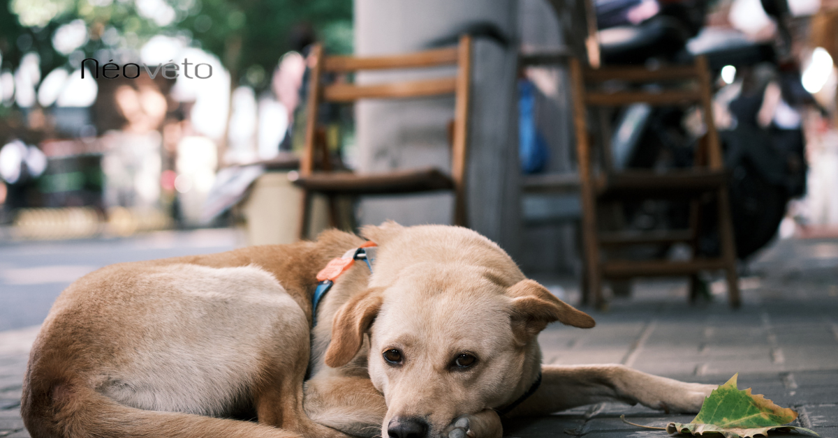 Comment soigner un chien qui vomit jaune