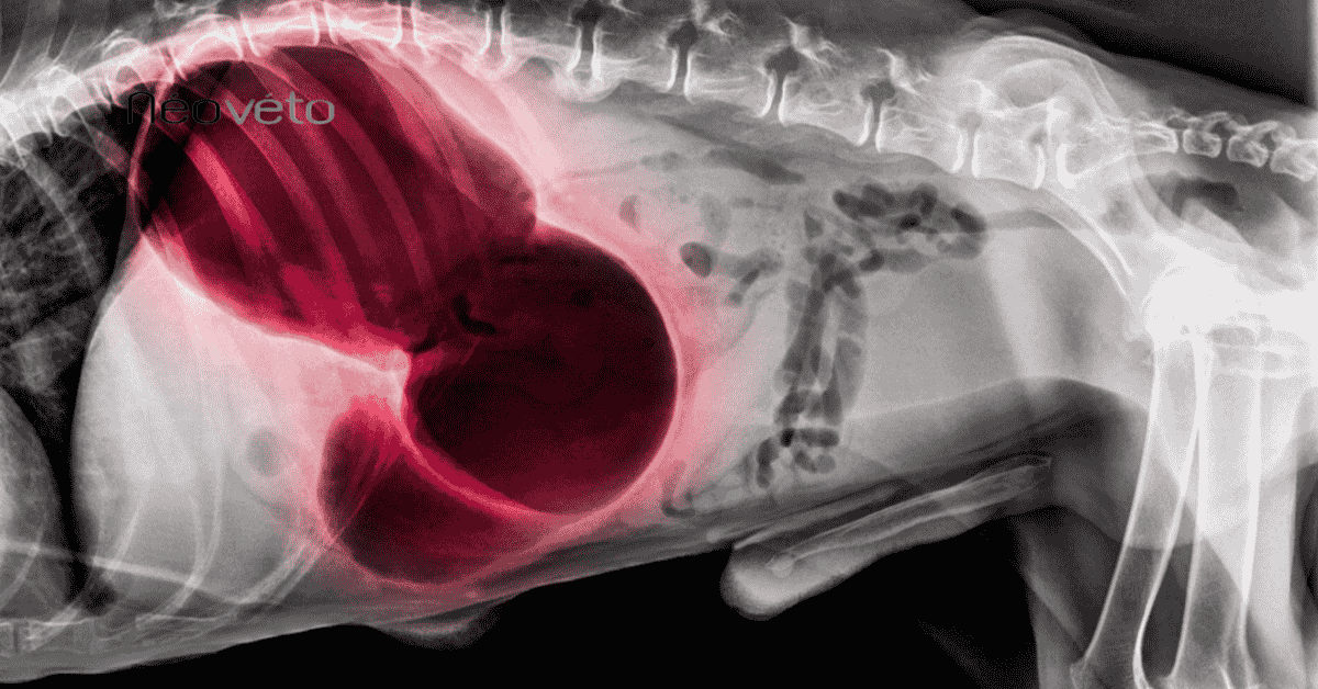 Digestion difficile chez le chien