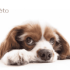 Gastrite chien symptomes et solutions