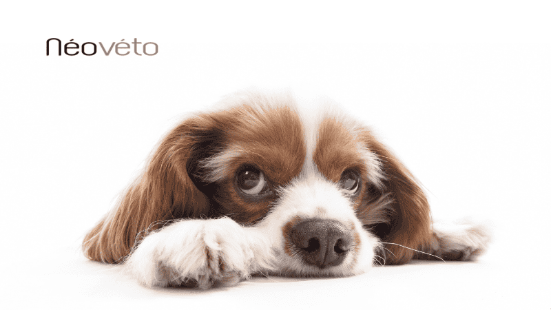 Gastrite chien symptomes et solutions