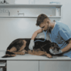 Inflammation intestinale chez le chien