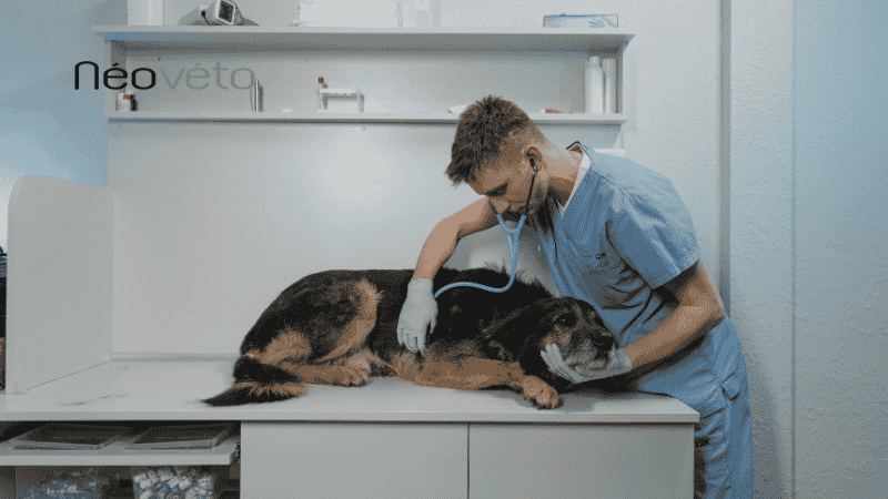 Inflammation intestinale chez le chien