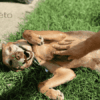 Maux de ventre chez le chien