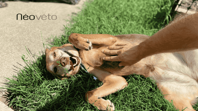 Maux de ventre chez le chien