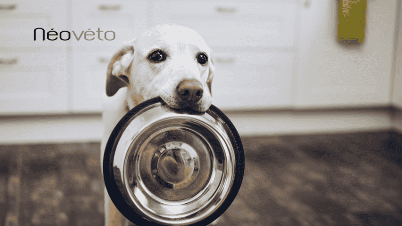 Meilleure nourriture pour chien à estomac sensible