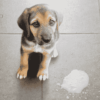 Mon chien ne digère pas et vomit