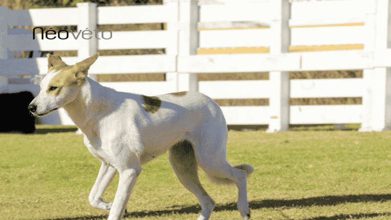 Raideur musculaire chien