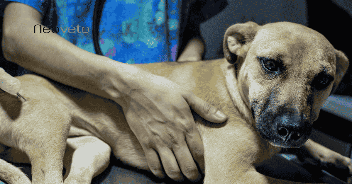 Signes de douleur abdominale chez le chien