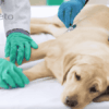 Soulager douleurs estomac chien