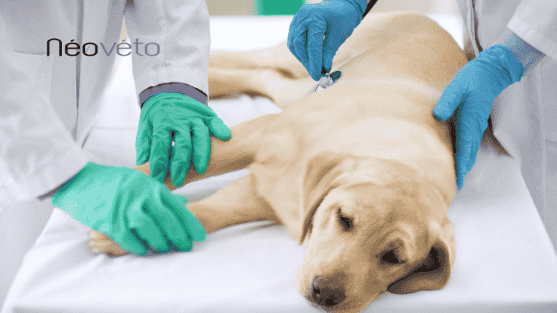 Soulager douleurs estomac chien