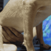 Temps de digestion d'un corps étranger chez le chien