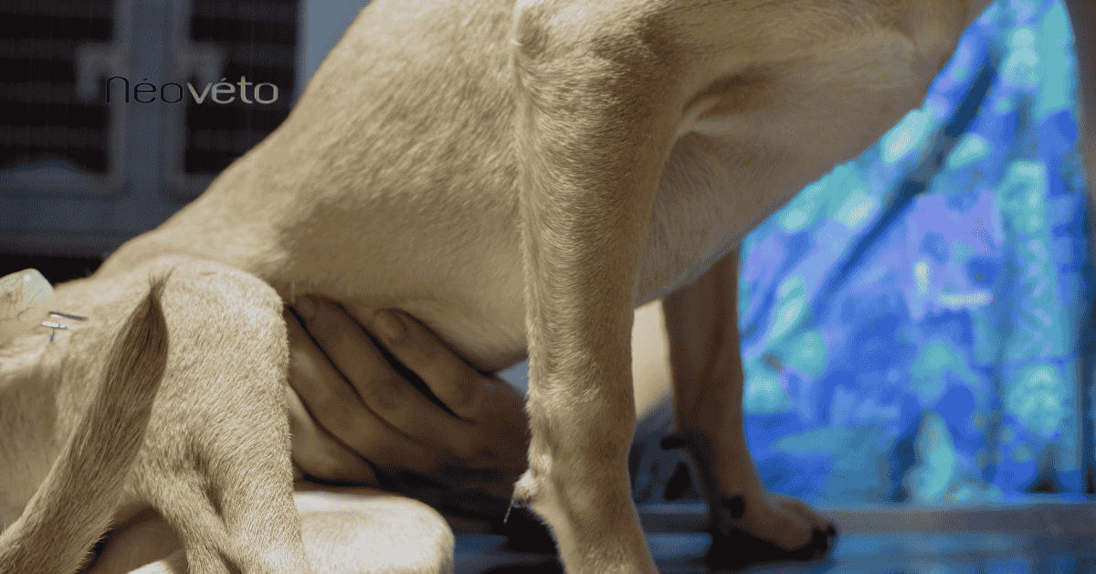 Temps de digestion d'un corps étranger chez le chien