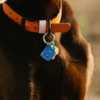 accessoires animaux