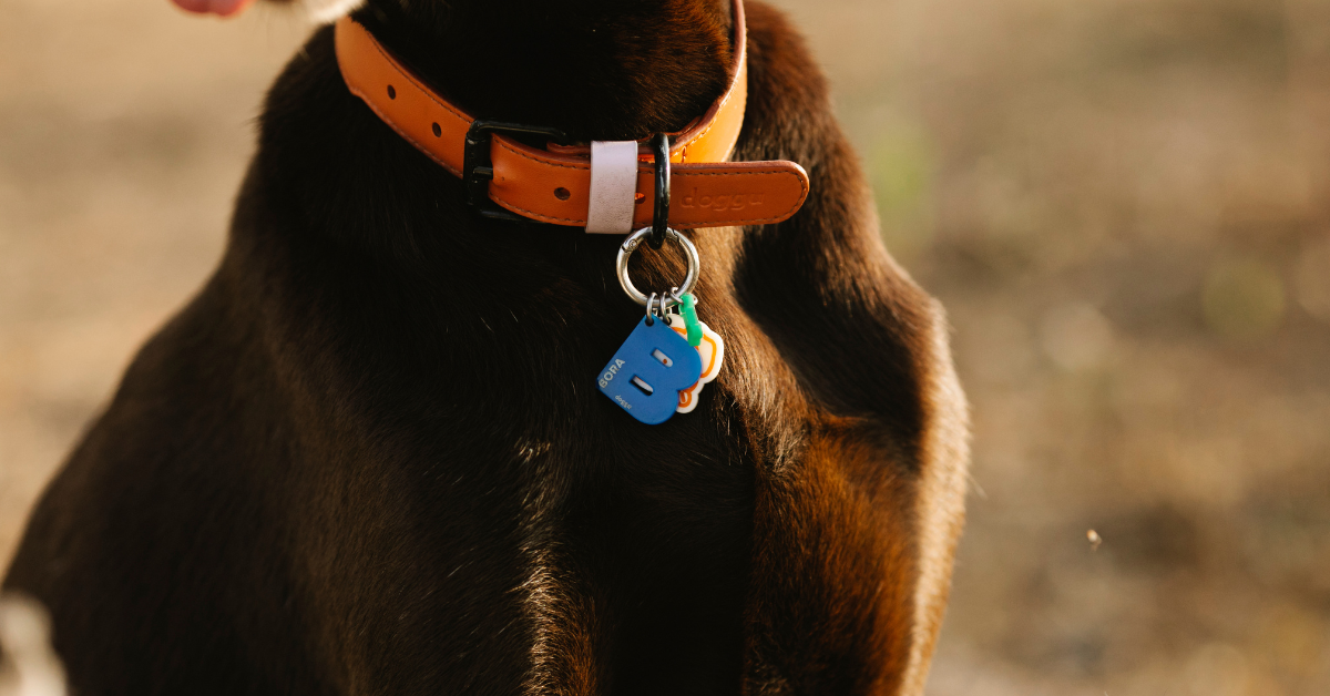 accessoires animaux