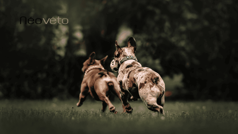 arthrose train arrière chien