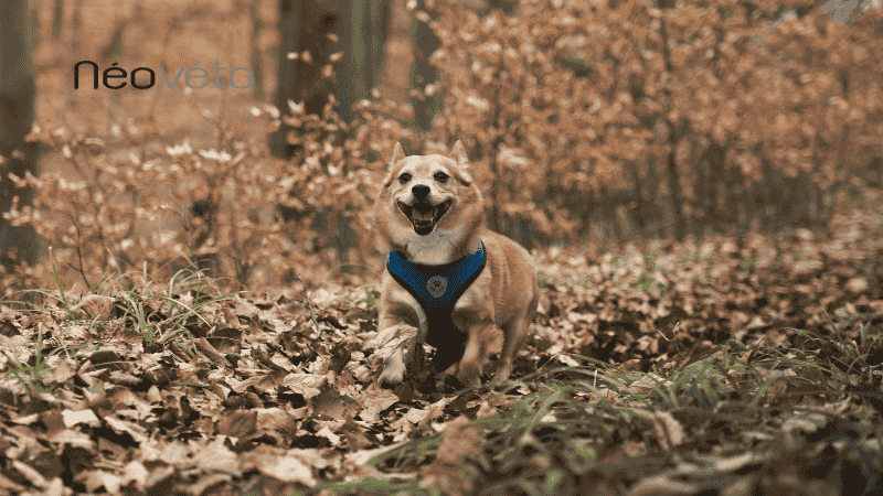 quand et comment utiliser complement alimentaire pour chien