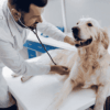 faciliter la digestion du chien