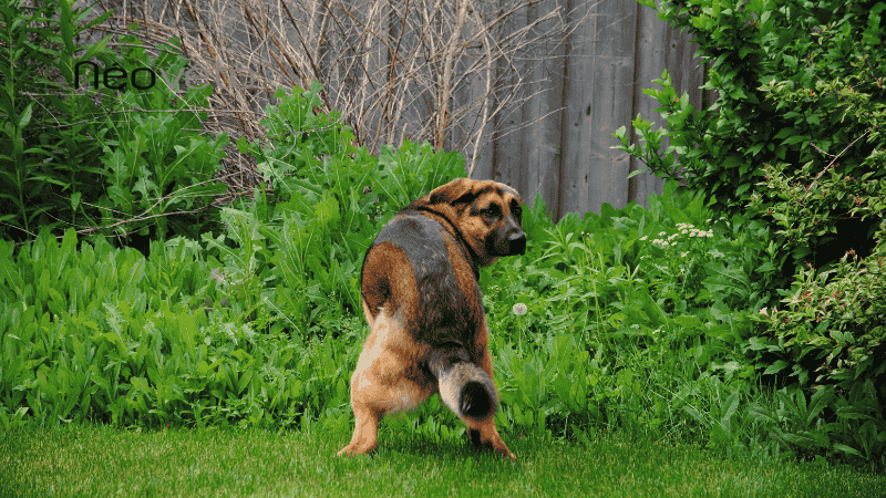 médicament diarhée chien