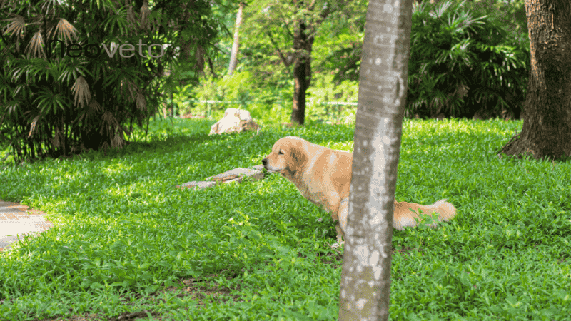 probiotique diarrhée chien