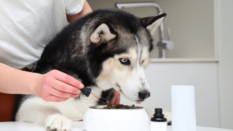 meilleurs anti-stress chien