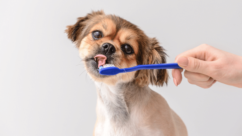 Combien de temps dure un détartrage pour chien