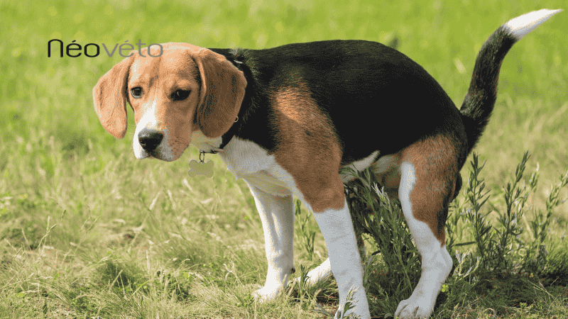 traitement chien anxieux