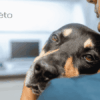 traitement gastro-entérite le chien