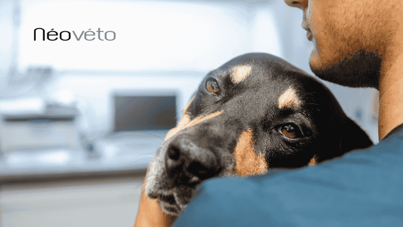 traitement gastro-entérite le chien
