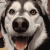 transit chien