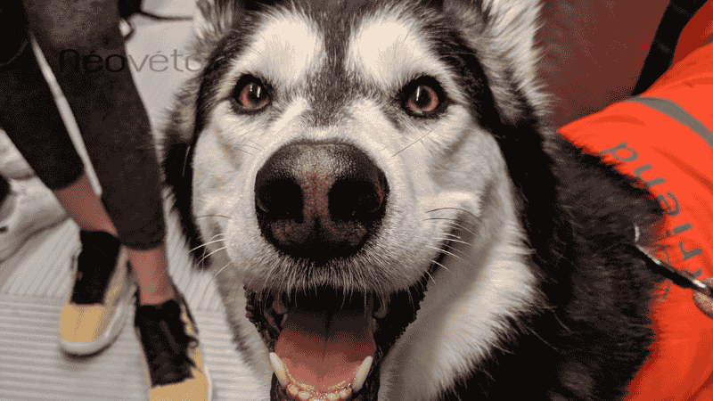 transit chien